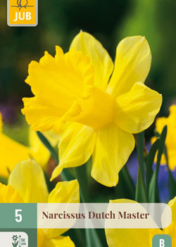 X   5 NARCISSUS DUTCH MASTER 12/14