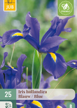 X 25 IRIS HOLLANDICA BLAUW NJ 7/8