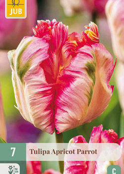 X   7 TULIPA APRICOT PARROT 11/12