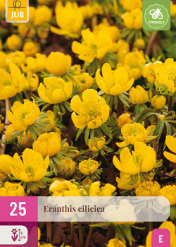 X 25 ERANTHIS CILICICA 4/5
