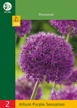 X   2 ALLIUM PURPLE SENSATION 10/12