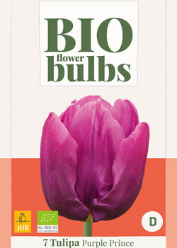 X   7 TULIPA PURPLE PRINCE - BIO 11/+