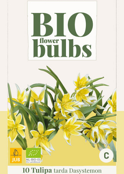 X 10 TULIPA TARDA DASYSTEMON - BIO 6/+