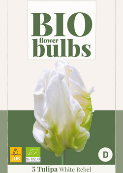 X   5 TULIPA WHITE REBEL - BIO 11/+