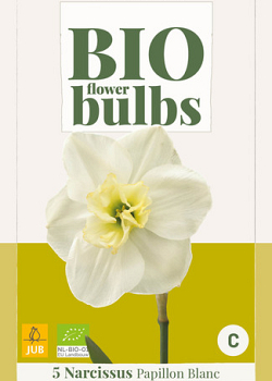 X   5 NARCISSUS PAPILLON BLANC - BIO 10/12