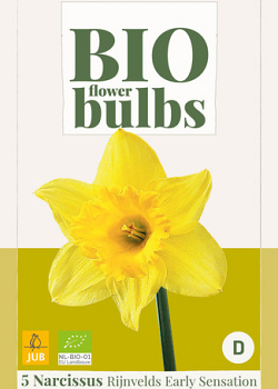 X   5 NARCISSUS RIJNVELDS EARLY SENSATION - BIO 10/12