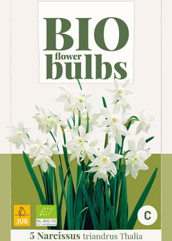 X   5 NARCISSUS TRIANDRUS THALIA - BIO 10/12