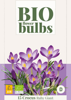 X 15 CROCUS TOMMASINIANUS RUBY GIANT - BIO 5/+