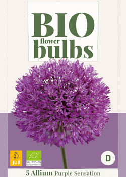 X   5 ALLIUM PURPLE SENSATION - BIO 10/12