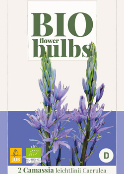 X   2 CAMASSIA LEICHTLINII CAERULEA - BIO 14/+