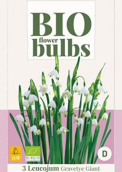X   3 LEUCOJUM GRAVETYE GIANT - BIO 12/14