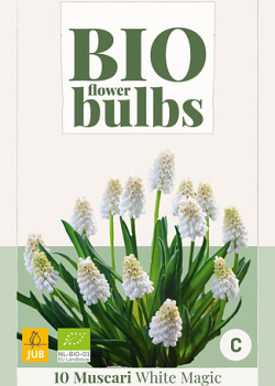 X 10 MUSCARI WHITE MAGIC - BIO 6/7