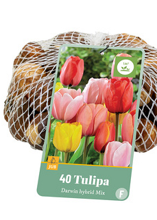 X   40 TULIPA DARWIN HYBRIDE MIX 11/12