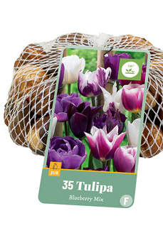 X   35 TULIPA BLUEBERRY MIX 11/12