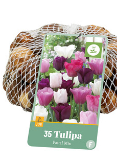 X   35 TULIPA PASTEL MIX 11/12