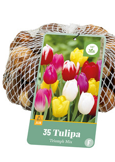 X   35 TULIPA TRIUMPH MIX 11/12