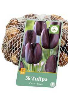 X   35 TULIPA ZWART 10/11