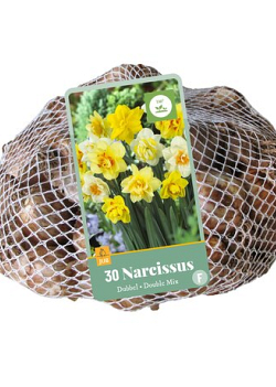 X   30 NARCISSUS DUBBEL MIX 10/12