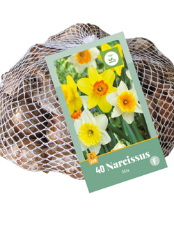X   40 NARCISSUS GROOTKRONIG MIX 10/12