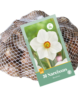 X   30 NARCISSUS RECURVUS 10/12