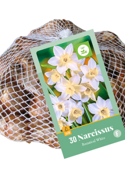 X   30 NARCISSUS BOTANISCH WIT 10/12
