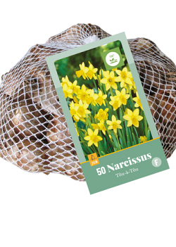 X   50 NARCISSUS  TETE-A-TETE 10/11