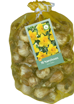 X   70 NARCISSUS GEEL 10/12