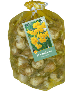 X   80 NARCISSUS BOTANISCH GEEL 10/12