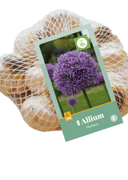 X    8 ALLIUM GLADIATOR 16/18