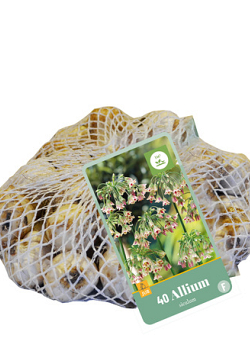 X   40 ALLIUM SICULUM 10/12