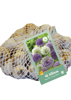 X   40 ALLIUM PAARS - WIT 10/12