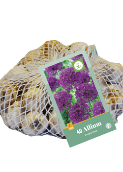X   40 ALLIUM PURPLE RAIN 10/12