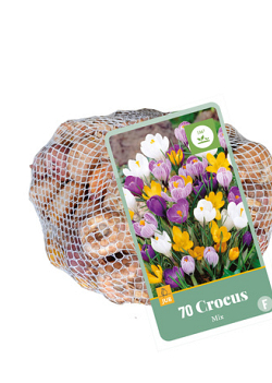 X   70 CROCUS MIX 7/8