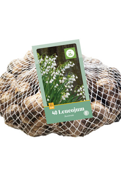 X   40 LEUCOJUM AESTIVUM 8/9