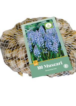 X 100 MUSCARI ARMENIACUM 7/8