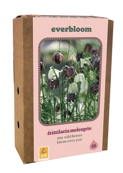 X 1 DOOS 25 EVERBLOOM FRITILLARIA MELEAGRIS 6/7