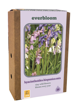 X 1 DOOS 25 EVERBLOOM HYACINTHOIDES HISP. MIX 7/8