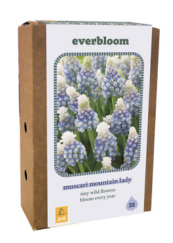 X 1 DOOS 25 EVERBLOOM MUSCARI MOUNTAIN LADY 7/8
