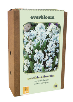 X 1 DOOS 50 EVERBLOOM PUSCHKINIA LIBANOTICA 6/7