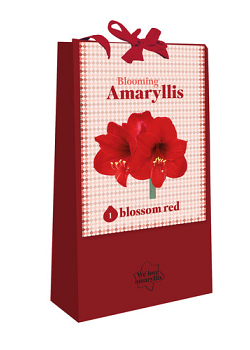 X 1 TAS 1 BLOOMING AMARYLLIS BLOSSOM RED 28/30