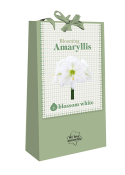 X 1 TAS 1 BLOOMING AMARYLLIS BLOSSOM WHITE 28/30
