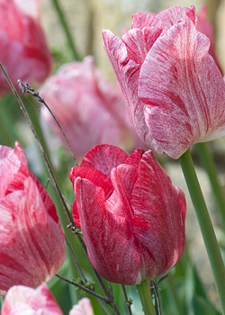 X 100 TULIPA HEMISPHERE 12/+