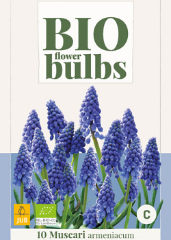 X 10 MUSCARI ARMENIACUM - BIO 7/+
