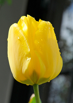 X 100 TULIPA JAN VAN NES 12/+
