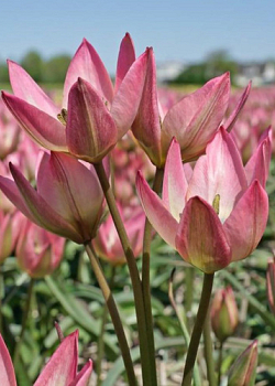 X 250 TULIPA DANIQUE 6/+