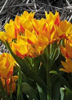 X 100 TULIPA HEWERI 9/+