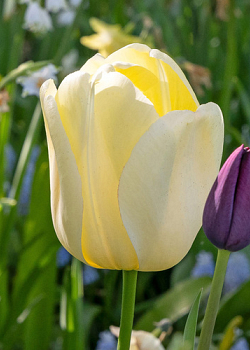 X 100 TULIPA IVORY FLORADALE 12/+
