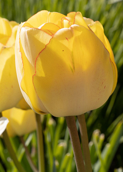 X 100 TULIPA AKEBONO 11/12