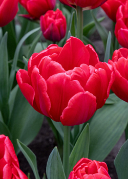 X 100 TULIPA RED FOXTROT 12/+