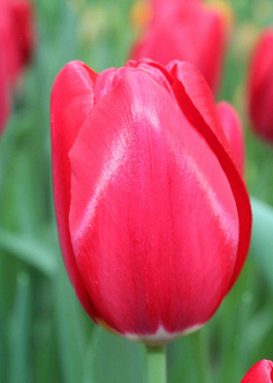 X 100 TULIPA YOSEMITE 11/12